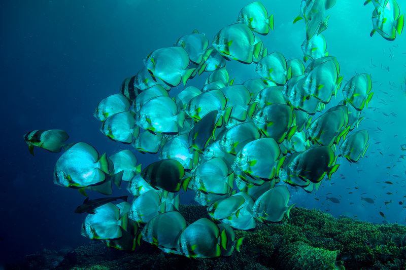 Golden Spadefish 2(1).jpg
