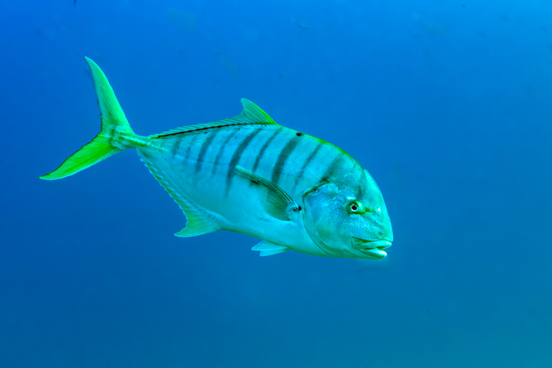 Golden Trevally(1).jpg