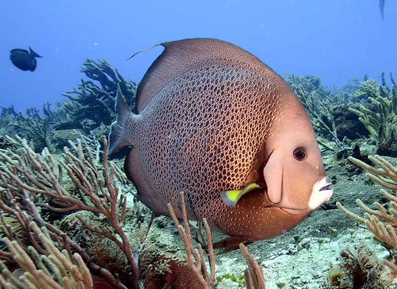 Gray Angelfish 4.jpg