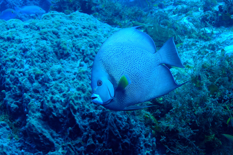Gray Angelfish(2).jpg