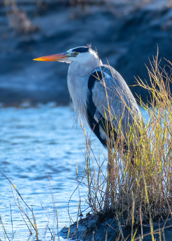 Gray Herron(1).jpg