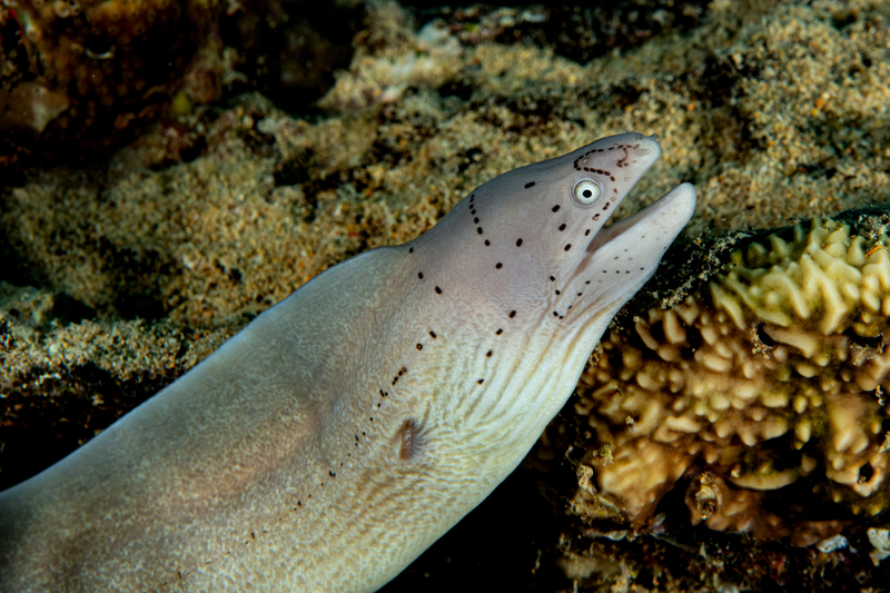 Gray Moray(1).jpg