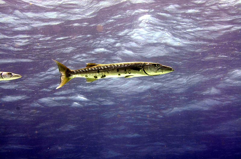 Great Barracuda.jpg
