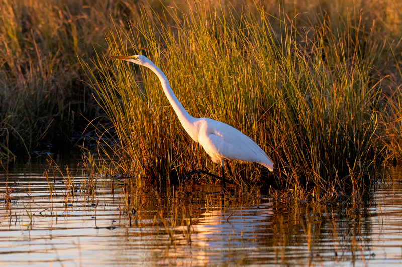 Great Egret(2).jpg