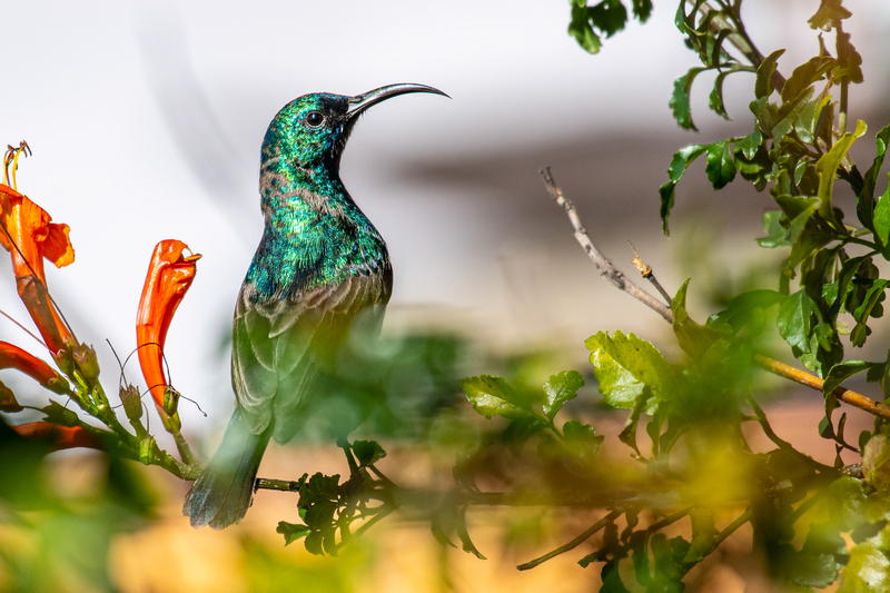 Greater Double-collared Sunbird.jpg