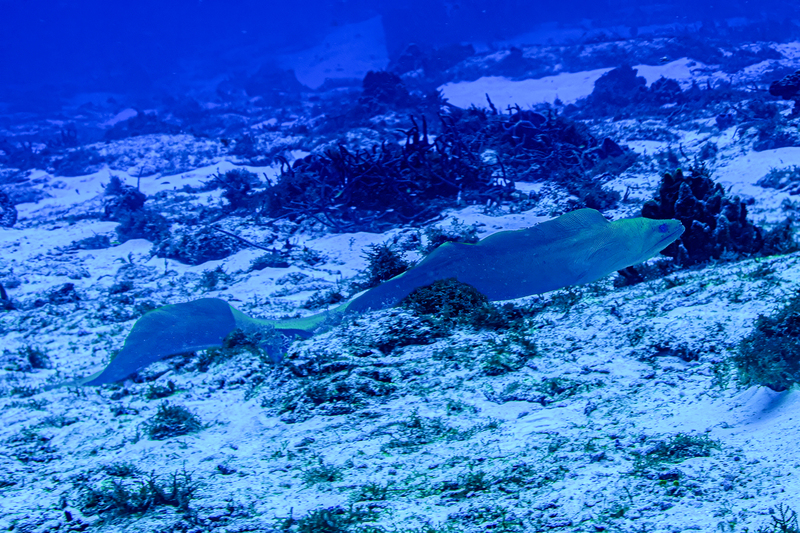 Green Moray(1).jpg
