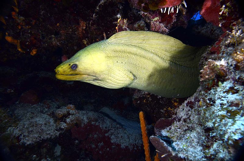 Green Moray.jpg