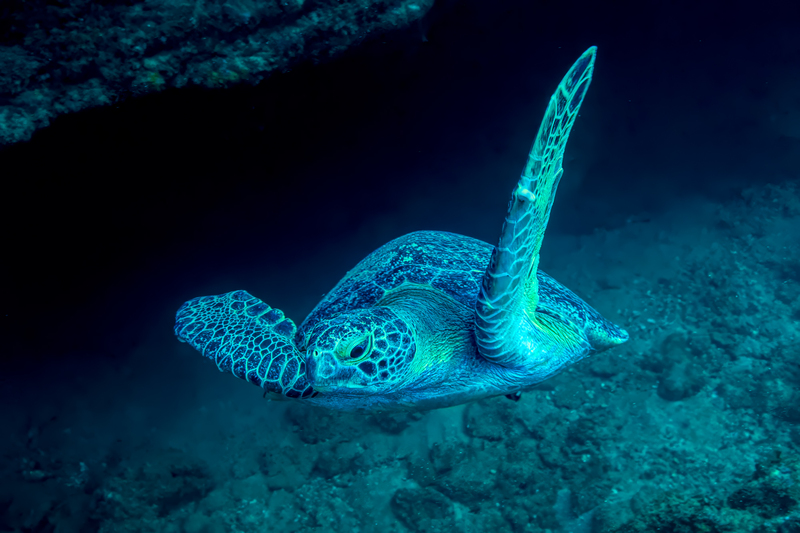 Green Sea Turtle(1).jpg