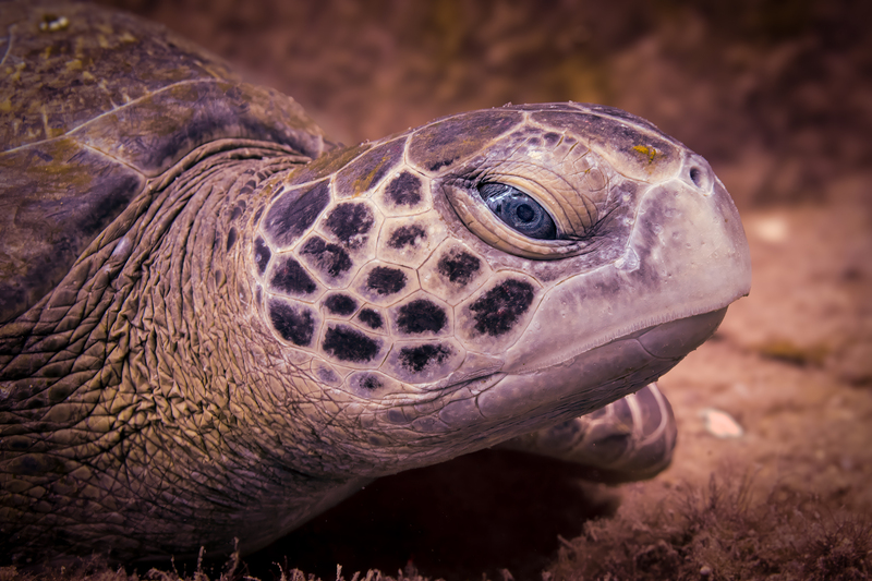 Green Sea Turtle-2(1).jpg