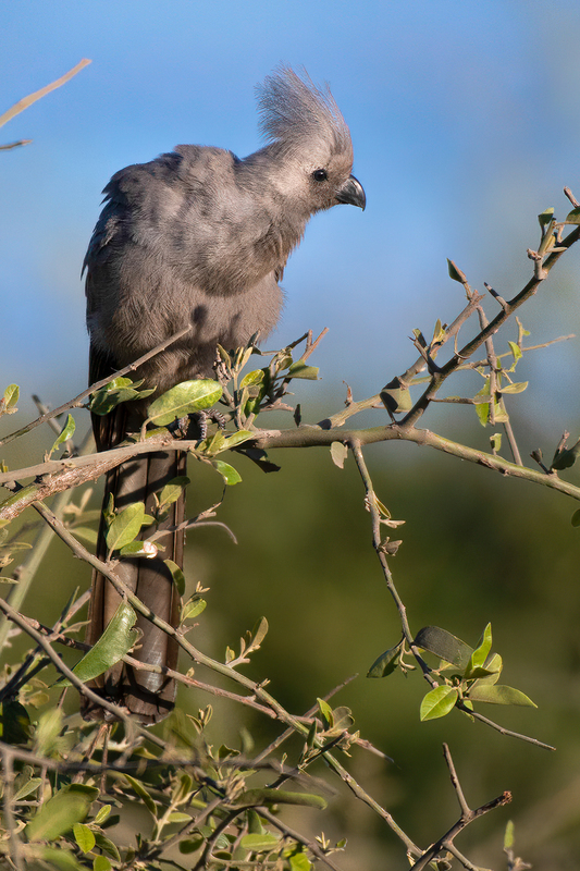 Grey Lourie(1).jpg