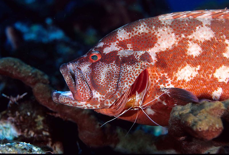 Grouper with Cleaner Shrimp.jpg