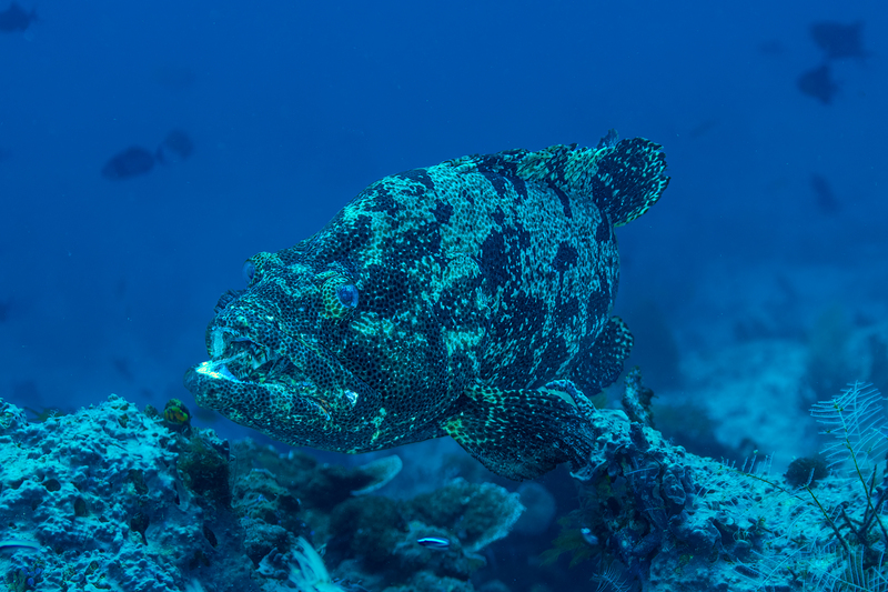 Grouper(1).jpg