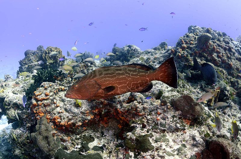 Grouper.jpg