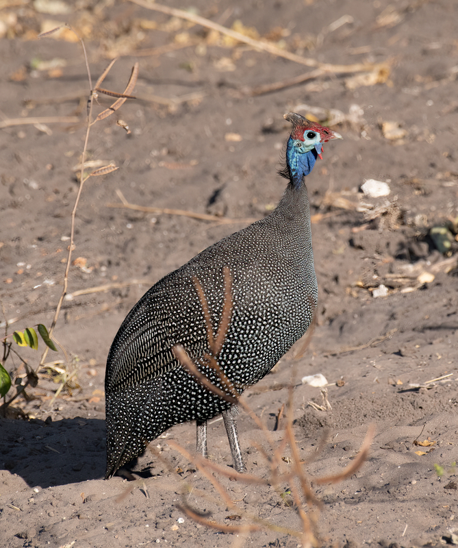 Guinea Fowl(1).jpg