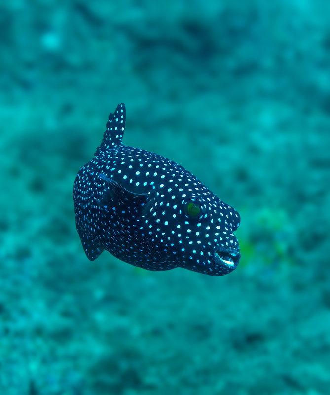 Guineafowl Puffer(1).jpg