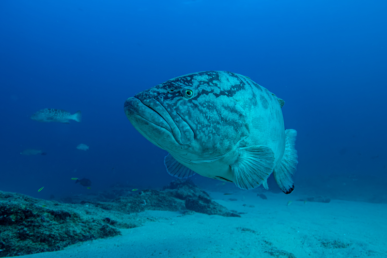 Gulf Grouper 2(1).jpg