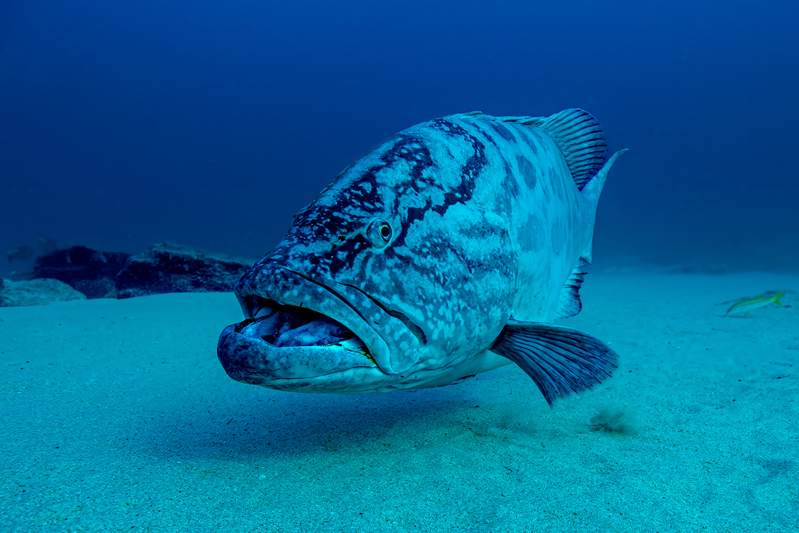 Gulf Grouper(1).jpg