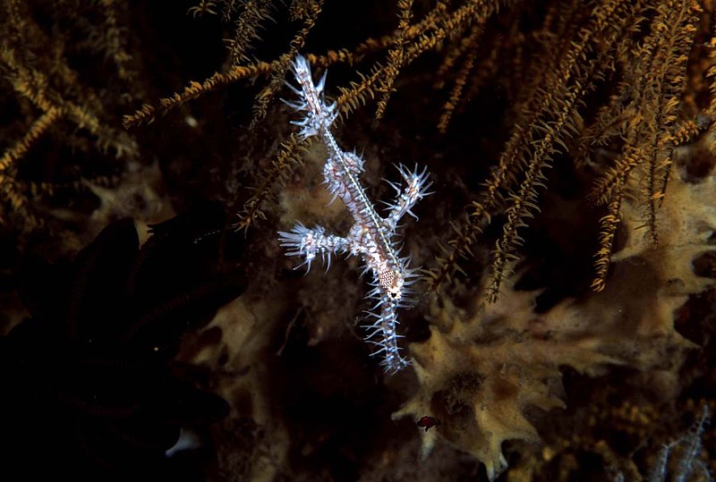 Harlequin Ghost Pipefish.jpg