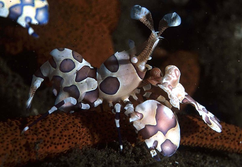 Harlequin Shrimp II.jpg