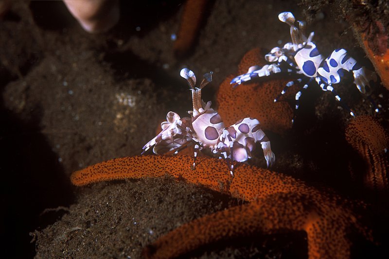 Harlequin Shrimp III.jpg