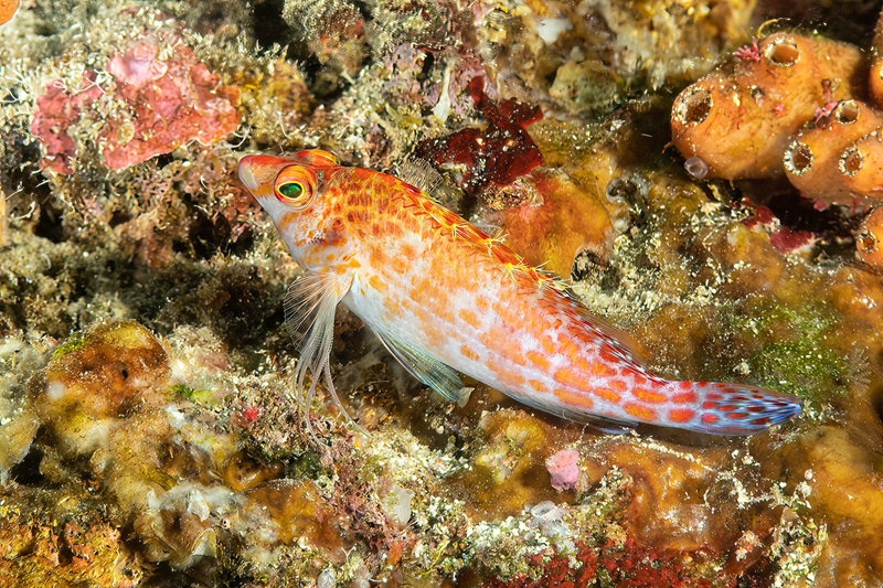Hawkfish.jpg