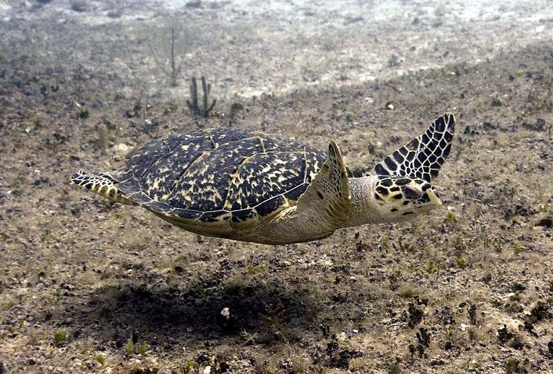 Hawksbill Sea Turtle 1.jpg
