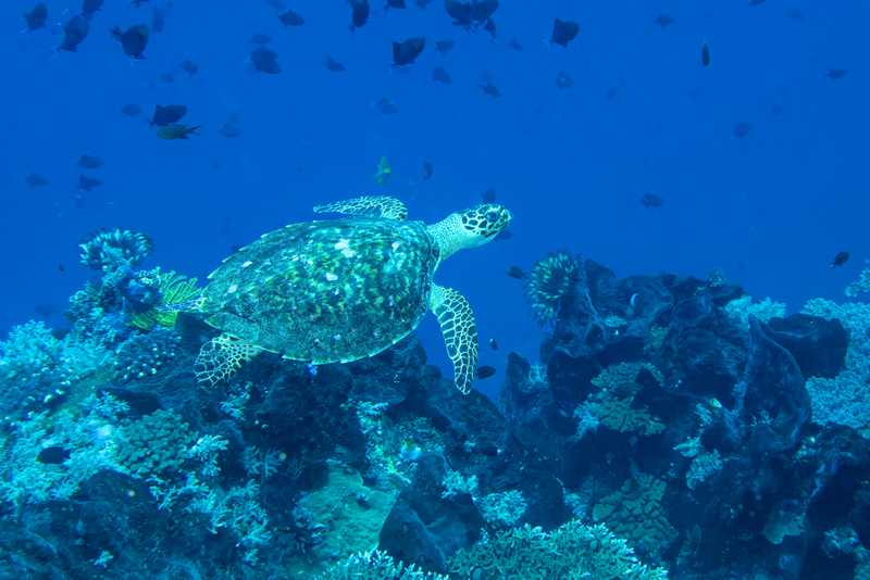 Hawksbill Sea Turtle(3).jpg