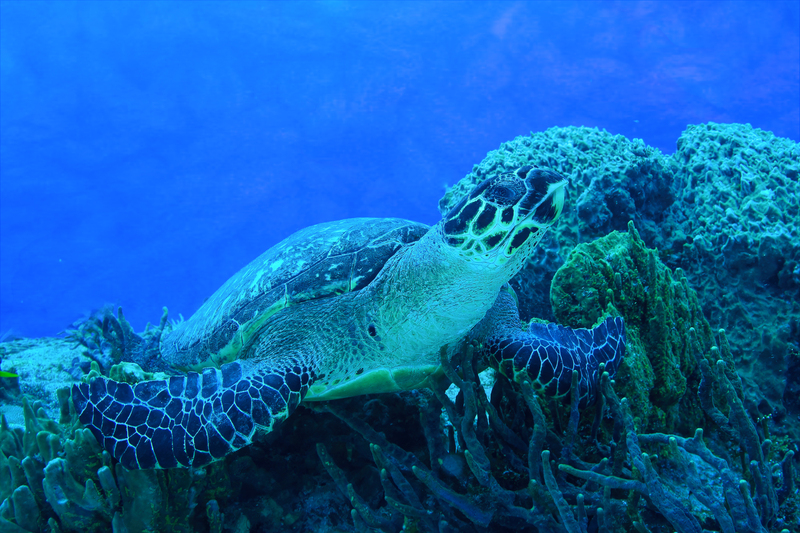 Hawksbill Sea Turtle(4).jpg