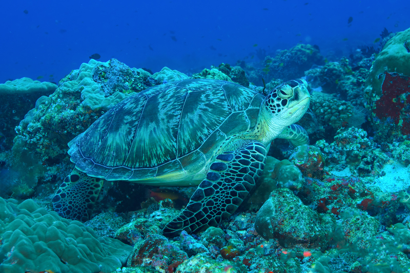 Hawksbill Sea Turtle(5).jpg