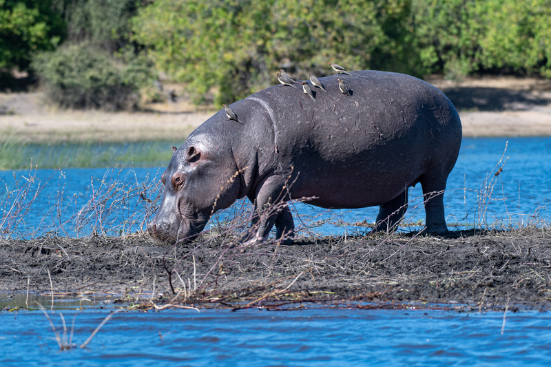 Hippo 2(1).jpg