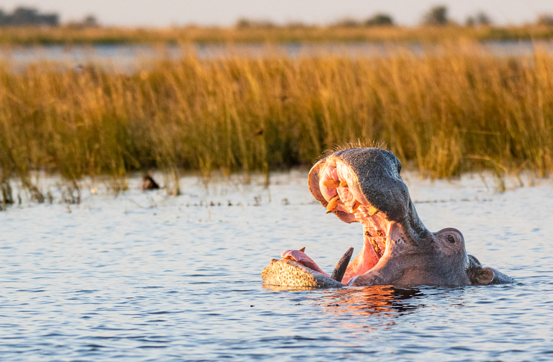 Hippo on the Chobe(1).jpg