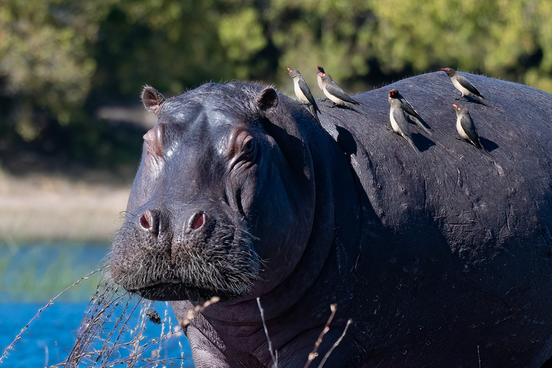 Hippo with birds(1).jpg