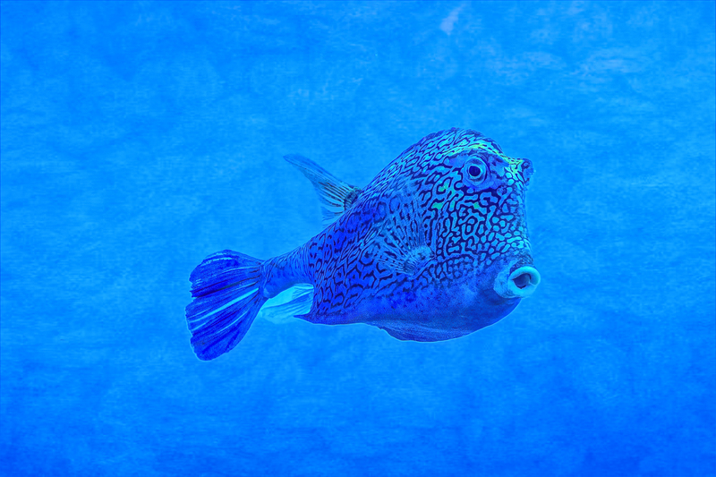 Honeycomb Cowfish(2).jpg