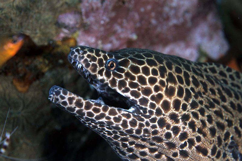 Honeycomb Moray Eel.jpg