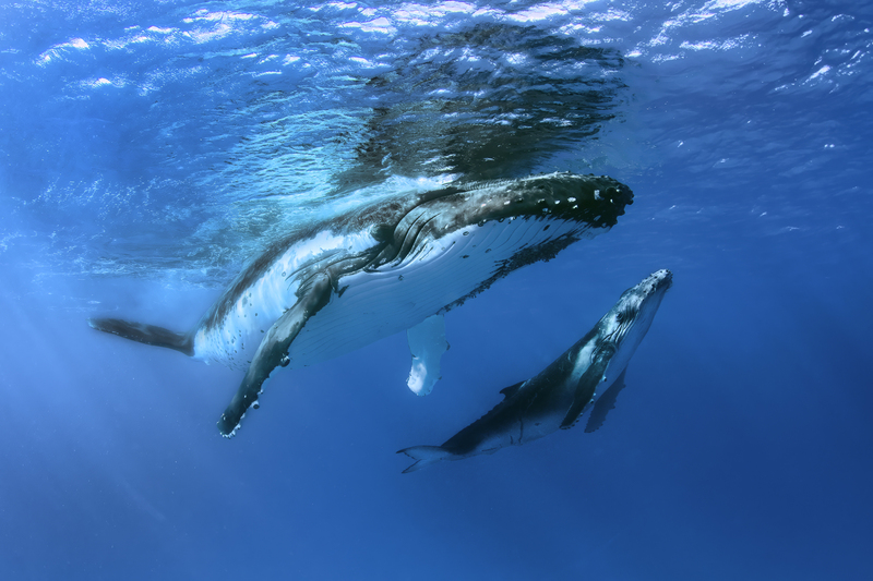 Humpback 1.jpg