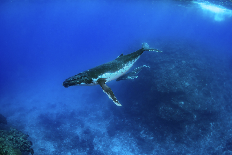 Humpback 3.jpg