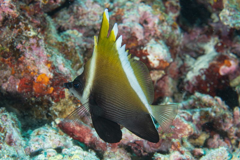 Humphead Bannerfish(2).jpg