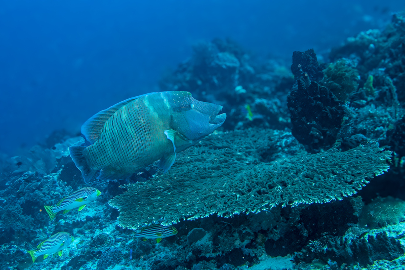 Humphead Wrasse.jpg