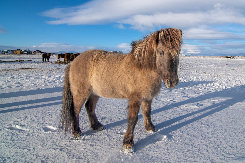 Iceland 11.jpg