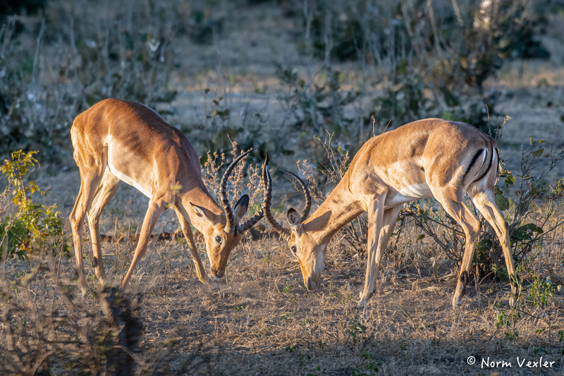 Impala(1).jpg