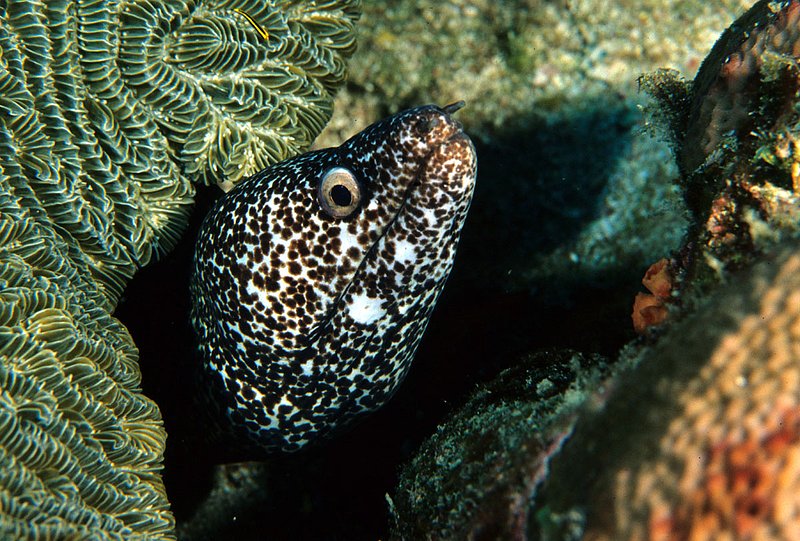 Indian Mud Moray Eel.jpg