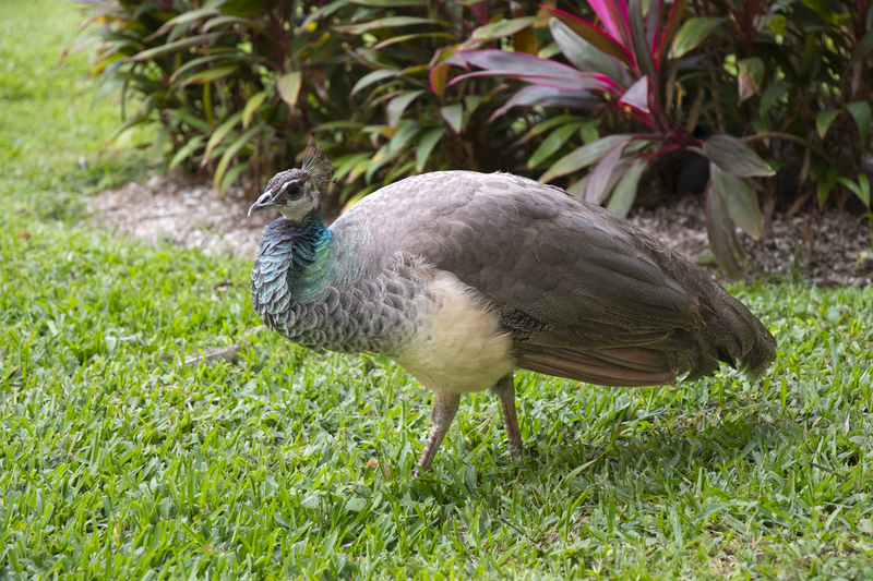 Indian Peafowl.jpg