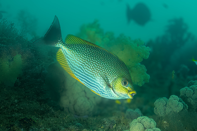 Java Rabbitfish.jpg