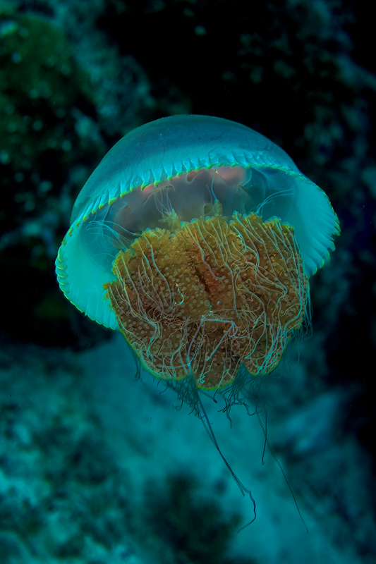 Jellyfish 2(2).jpg
