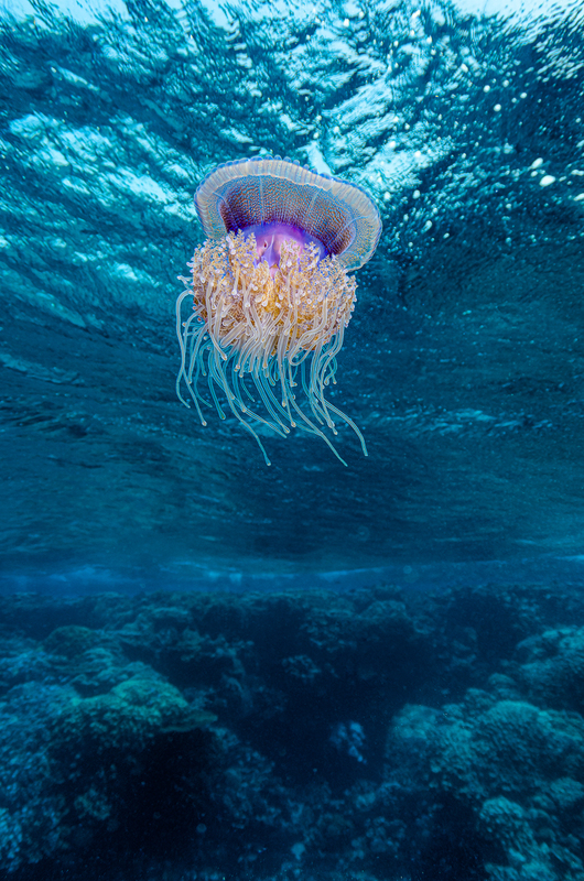 Jellyfish(1).jpg