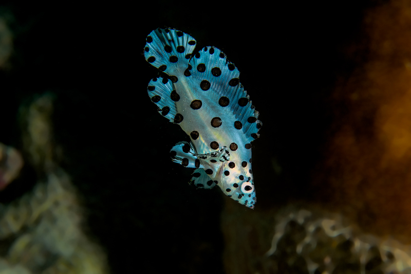 Juvenile Baramundi(1).jpg