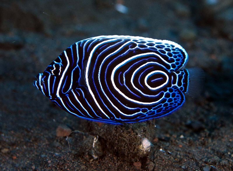 Juvenile Emperor Angelfish.jpg
