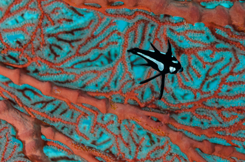 Juvenile Sweetlips(1).jpg