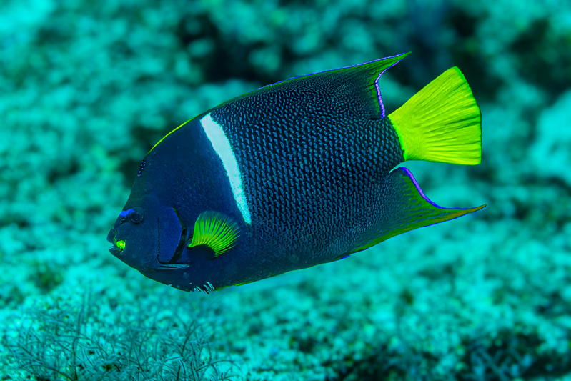 King Angelfish(1).jpg