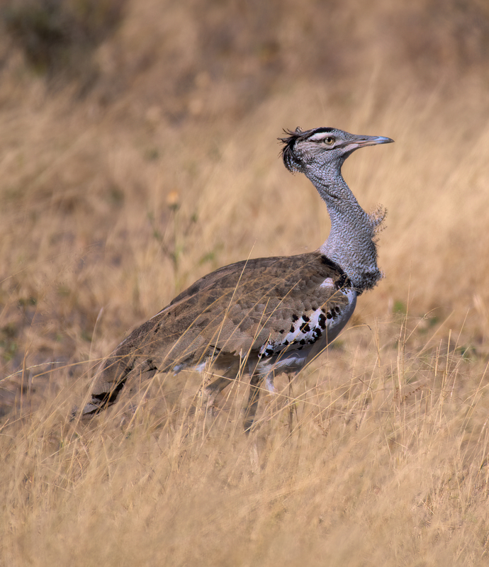 Kori Bustard(1).jpg